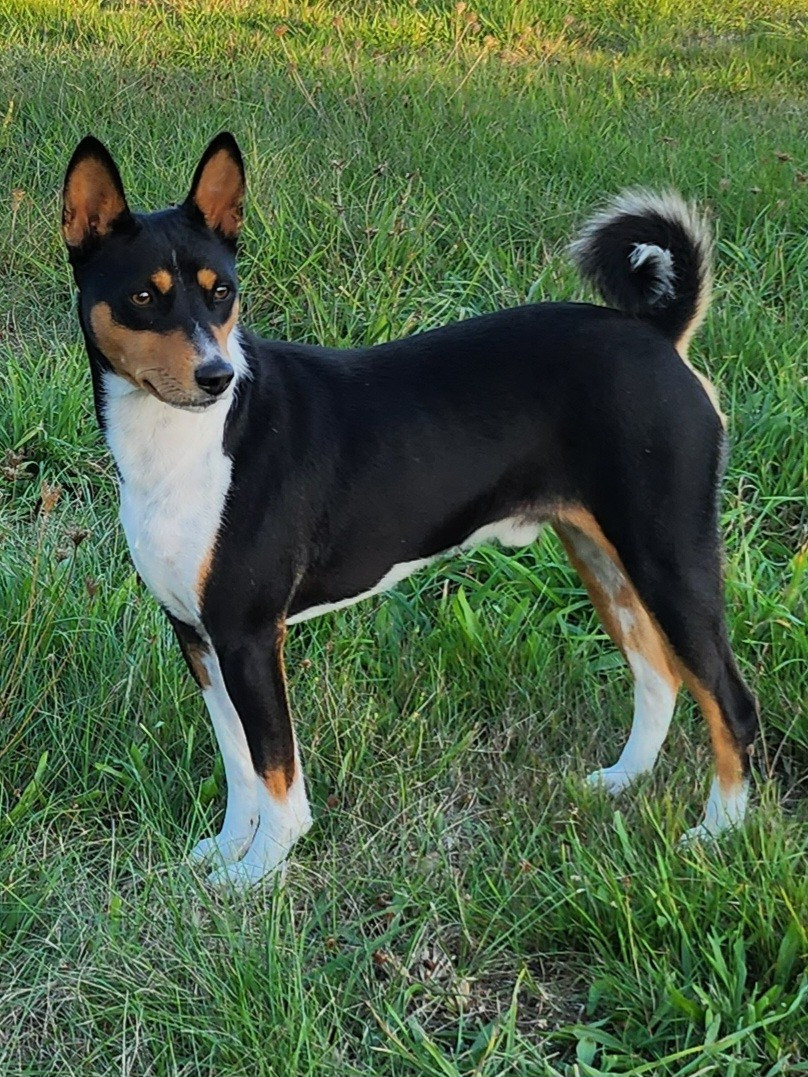 CH. Pokora Hermiobam M'ry