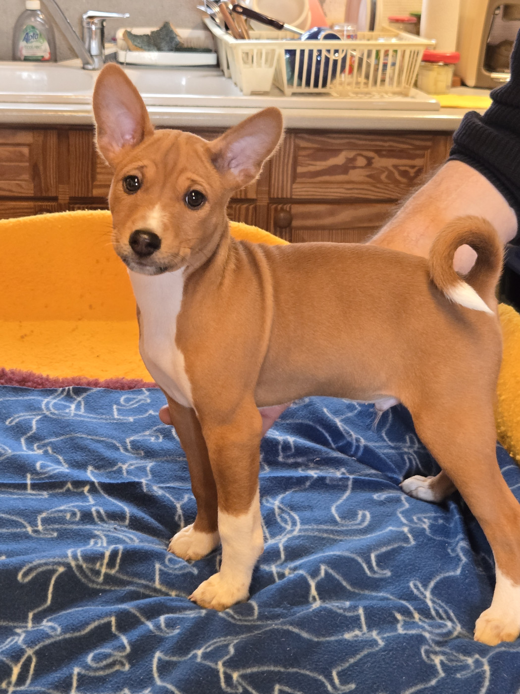 M'ry - Chiots disponibles - Basenji