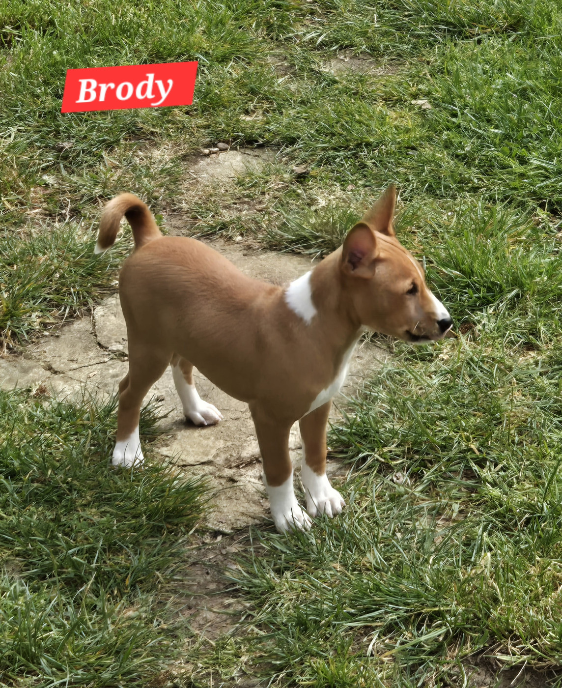 M'ry - Chiots disponibles - Basenji