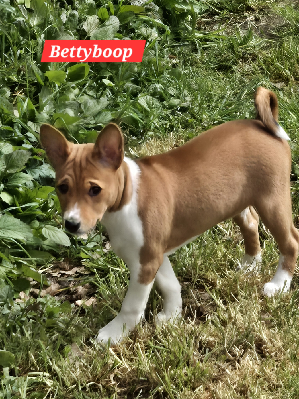 M'ry - Chiots disponibles - Basenji
